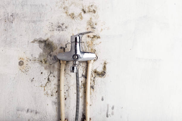 Best Black Mold Removal  in Windom, MN