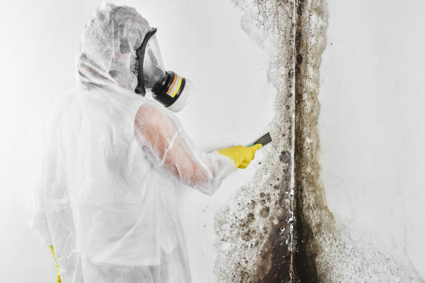 Best Crawl Space Mold Removal  in Windom, MN