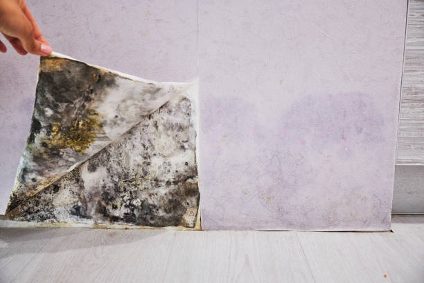 Best Emergency Mold Removal  in Windom, MN